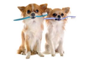 dog and toothbrush