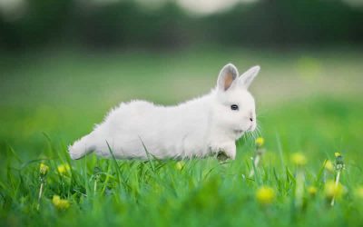Rabbit Awareness Week in June