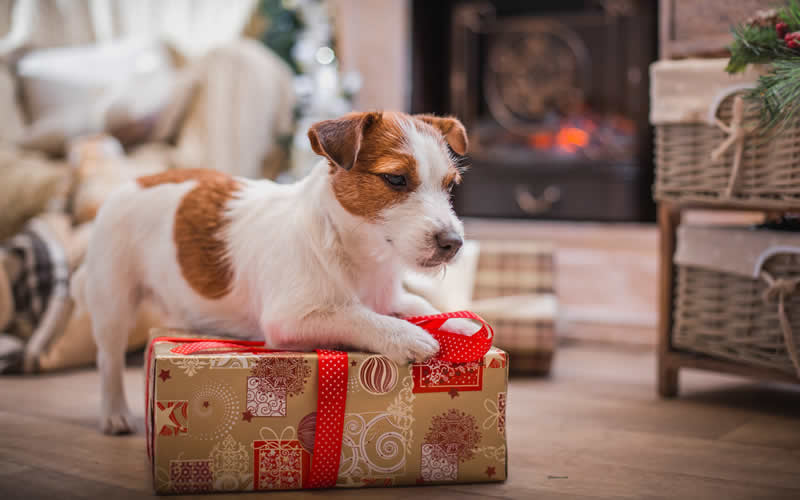 jack russell and christmas present
