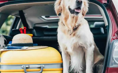 Pet Travel