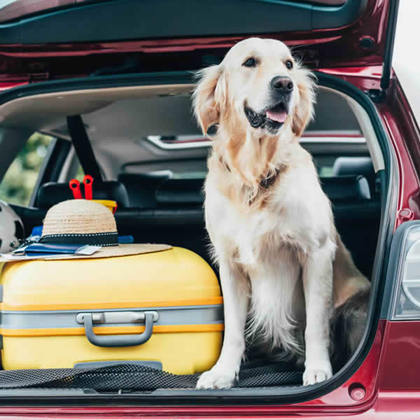 Pet Travel